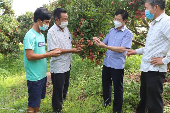 100.000 tấn nông sản vùng dịch đã được bán - Ảnh 1.