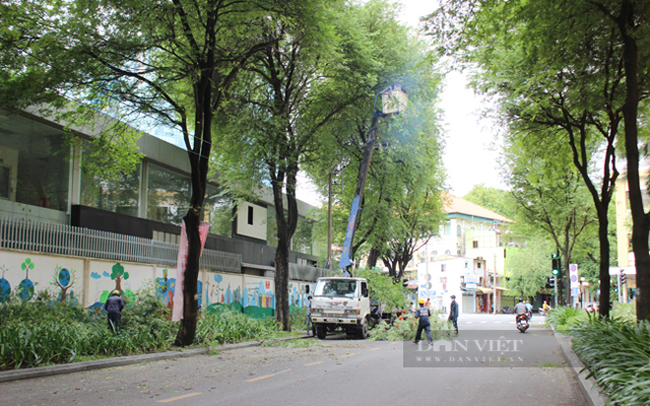 Trên đường phố hầu như chỉ còn các hoạt động thiết yếu là vẫn duy trì. Trong ảnh, lực lượng vệ sinh môi trường đô thị đang chỉnh trang lại cây xanh trên đường Nguyễn Du, quận 1 để đề phòng mưa bão. (Ảnh: Nguyên Vỹ)