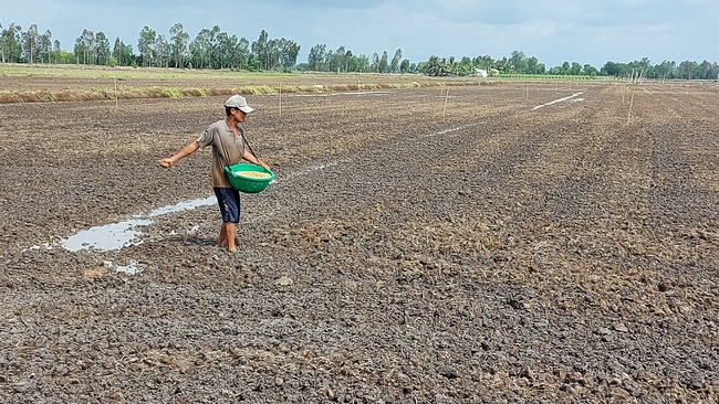 ĐBSCL có nên giảm diện tích lúa thu đông? - Ảnh 3.