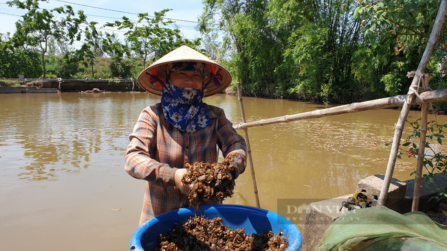 Ninh Bình: Đặc sản dân phố ai cũng thèm, nhưng ở đây lại chạy đầy ngoài ruộng, dùng tay vơ cũng không xuể - Ảnh 5.