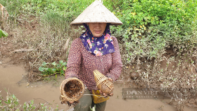 Ninh Bình: Đặc sản dân phố ai cũng thèm, nhưng ở đây lại chạy đầy ngoài ruộng, dùng tay vơ cũng không xuể - Ảnh 3.