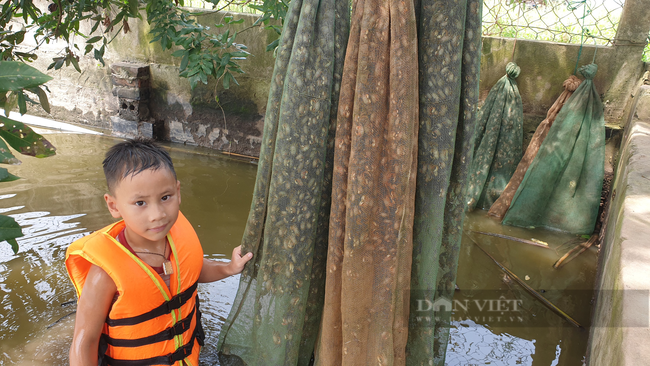 Ninh Bình: Đặc sản dân phố ai cũng thèm, nhưng ở đây lại chạy đầy ngoài ruộng, dùng tay vơ cũng không xuể - Ảnh 6.