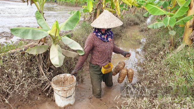 Ninh Bình: Đặc sản dân phố ai cũng thèm, nhưng ở đây lại chạy đầy ngoài ruộng, dùng tay vơ cũng không xuể - Ảnh 7.