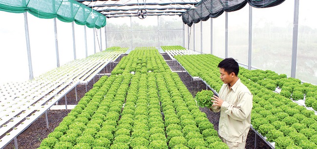 Trang trại trồng rau nuôi gà giữa lưng trời ở Hà Nội