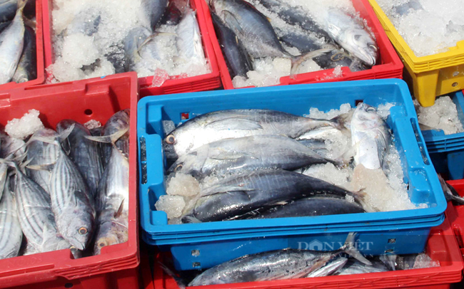 Cá ngừ ở Phan Thiết chỉ còn 40.000 đồng/kg, giảm một nửa so với tuần trước. Ảnh Trần Khánh