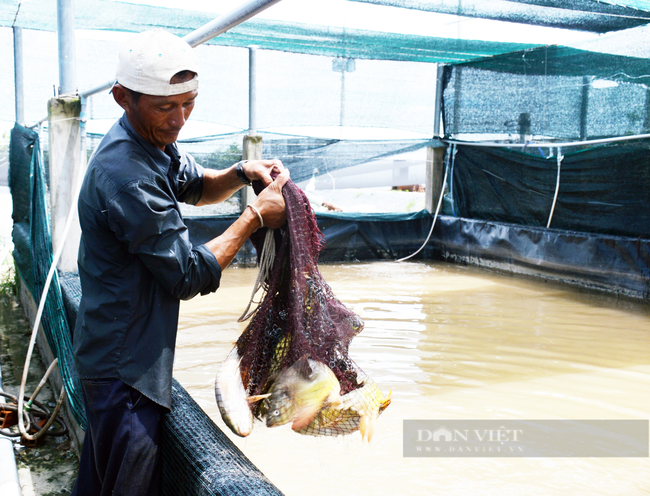 Cá đặc sản khó tiêu thụ trong mùa dịch, nông dân xuất sắc ở Bạc Liêu nêu giải pháp - Ảnh 5.
