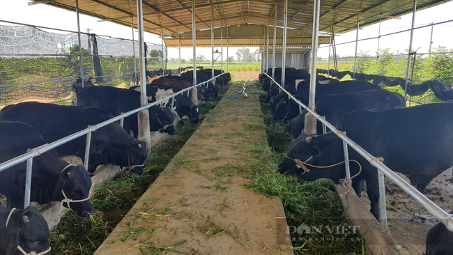 Quảng Nam: 30 năm gắn bó với nghề chăn nuôi, nông dân mới đổi đời nhờ giống bò siêu bự - Ảnh 4.
