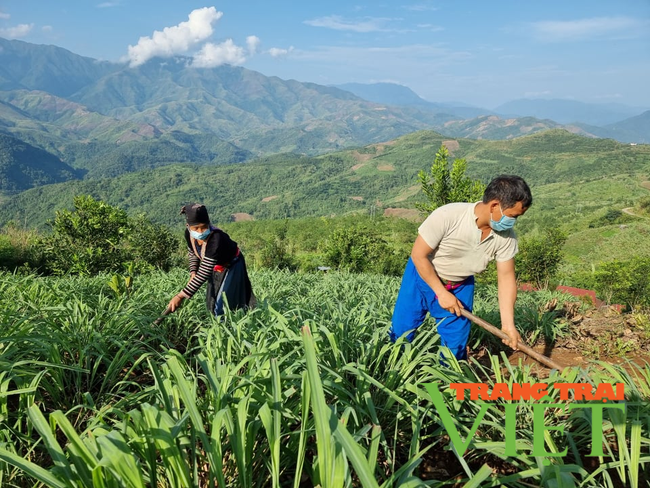 Tà Tổng không còn mùa Anh túc - Ảnh 1.