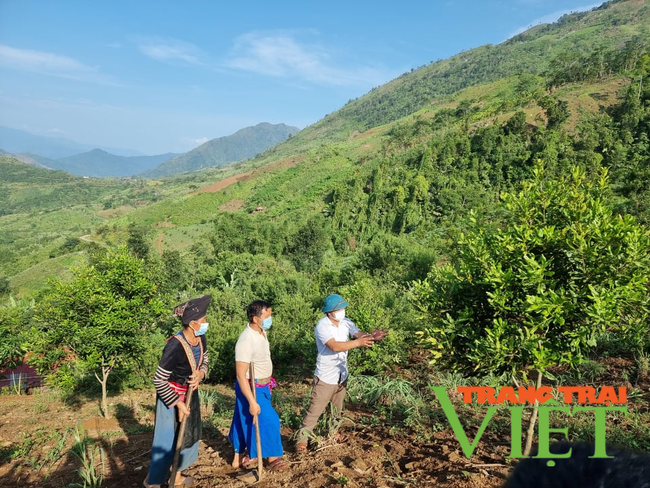 Tà Tổng không còn mùa Anh túc - Ảnh 3.