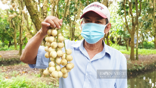 Ảnh, clip: Dâu Hạ Châu ở Cần Thơ không bán được trái nào, người dân để chín rụng đầy vườn - Ảnh 5.