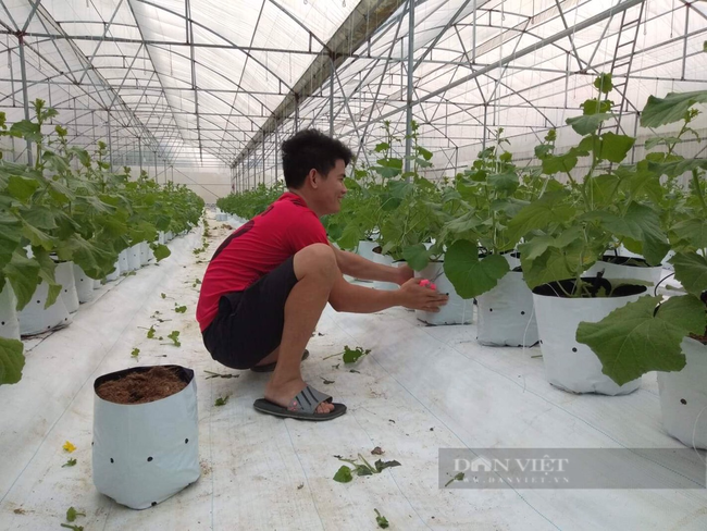 Thanh niên Hà Tĩnh khởi nghiệp mô hình trồng dưa lưới, “bỏ túi” hàng trăm triệu đồng mỗi năm - Ảnh 5.
