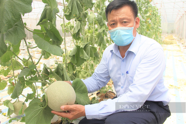 Thanh niên Hà Tĩnh khởi nghiệp mô hình trồng dưa lưới, “bỏ túi” hàng trăm triệu đồng mỗi năm - Ảnh 6.