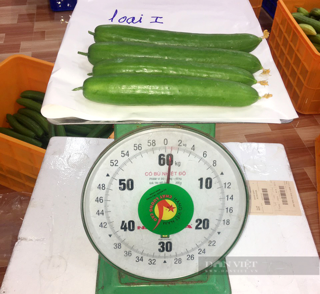Giá bán dưa leo hữu cơ loại 1 hiện chỉ còn 15.000 đồng/kg. Ảnh: Nguyễn Ninh