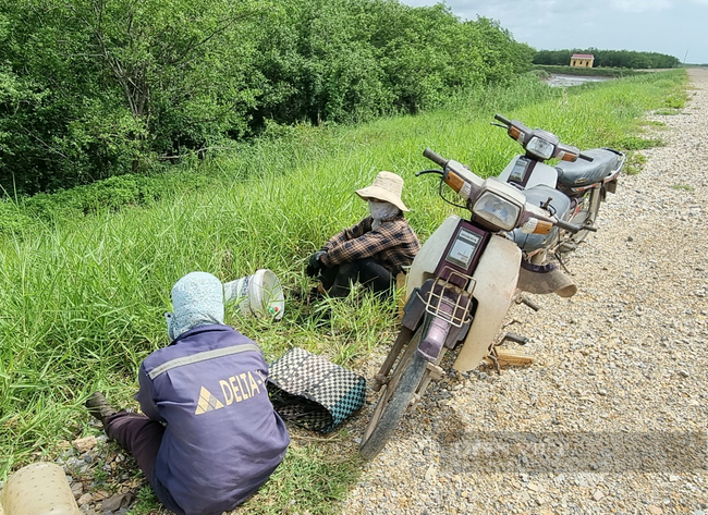 Ninh Bình: Lội bùn nhiều giờ trong rừng sú vẹt để “săn” con rạm đồng, có ngày bỏ túi nửa triệu - Ảnh 2.