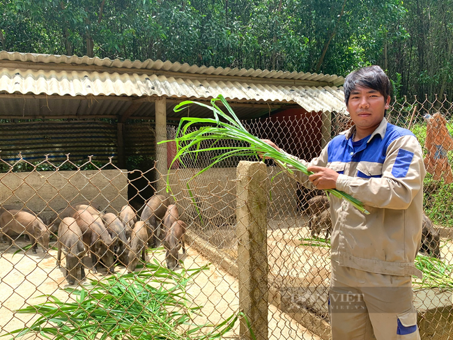 Quảng Bình: Bỏ Sài Gòn về quê, trai làng nuôi lợn rừng &quot;đút túi&quot; 200 triệu/năm - Ảnh 2.