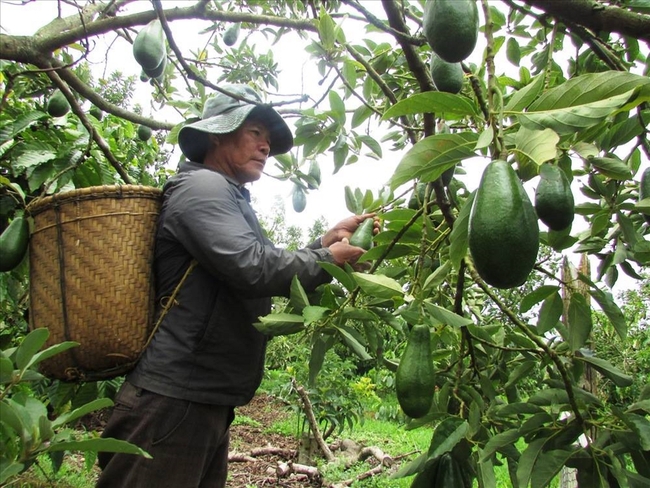 Loại quả gì được dự báo sẽ xuất khẩu nhiều nhất, ở Việt Nam loại quả đó trồng ở đâu? - Ảnh 1.
