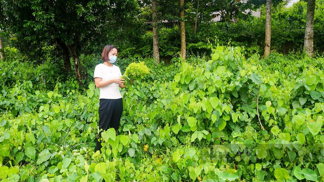 Thái Nguyên: Nhiều nông dân khấm khá nhờ trồng loại rau trước mọc hoang dại nay thành đặc sản nhiều người ưa chuộng - Ảnh 4.