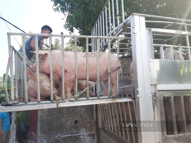 Trung Quốc khủng hoảng thừa thịt lợn, Việt Nam vẫn nhập 80.850 tấn thịt lợn dù giá lợn hơi giảm sâu - Ảnh 1.