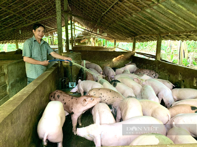 Quảng Bình: Nuôi đàn lợn lãi hơn 700 triệu/năm, nông dân miền núi xây nhà, mua xe hơi - Ảnh 3.