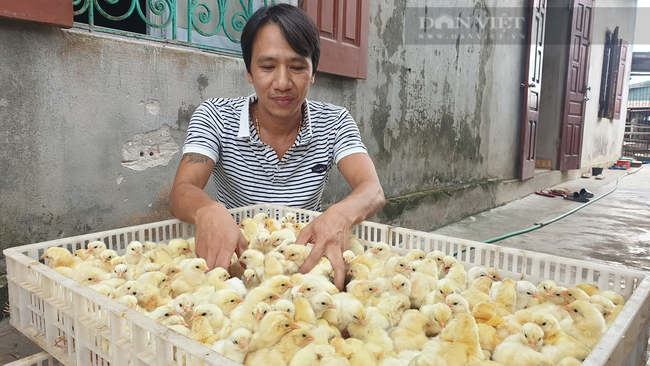 Ninh Bình: Sống khỏe nhờ nuôi gà này giữa mùa dịch, 8x lời vài chục triệu mỗi tháng. - Ảnh 1.