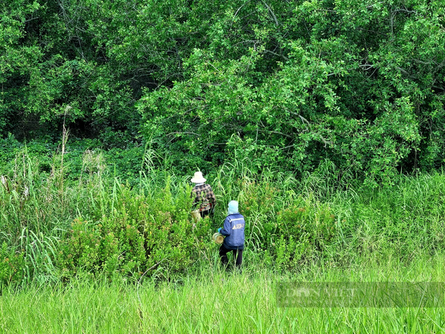 Ninh Bình: Rừng ngập mặn như “bức tường xanh” bảo vệ dân làng - Ảnh 8.