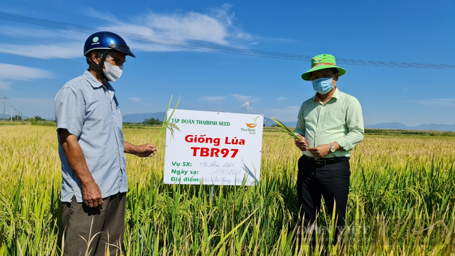 Quảng Nam: Giống lúa TBR97 có ưu điểm thế nào mà nông dân mong muốn triển khai diện rộng - Ảnh 1.
