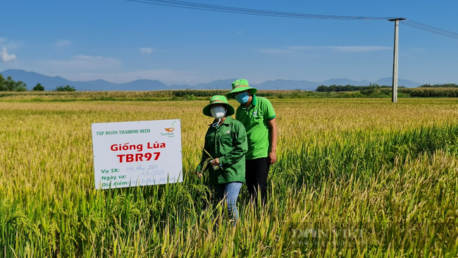Quảng Nam: Giống lúa TBR97 có ưu điểm thế nào mà nông dân mong muốn triển khai diện rộng - Ảnh 2.