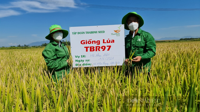 Quảng Nam: Giống lúa TBR97 có ưu điểm thế nào mà nông dân mong muốn triển khai diện rộng - Ảnh 3.
