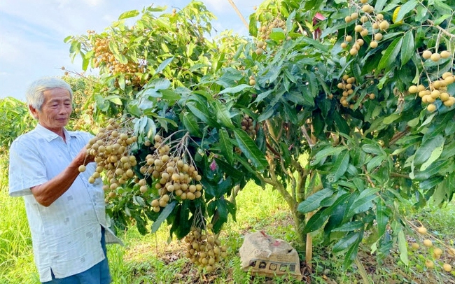 Nông dân tỉnh Tiền Giang kiểm tra rệp sáp trên trái nhãn. (Ảnh: Hoàng Vũ)