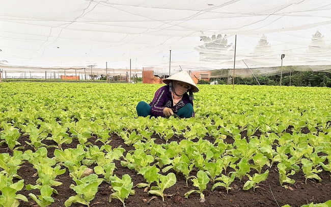 Nông dân ở huyện Tân Phú, Đồng Nai chăm sóc rau, được canh tác theo quy trình an toàn. (Ảnh: Phước Bình)