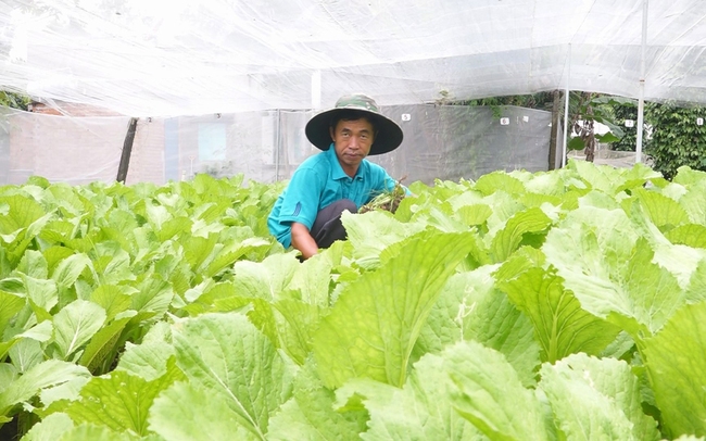 Xã viên Hợp tác xã rau an toàn Trúc Lâm đang chăm sóc vườn rau. (Ảnh: Bá Lợi)