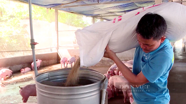 Một nông dân ở Đồng Nai cho đàn heo ăn cám viên. (Ảnh: Nguyên Vỹ)