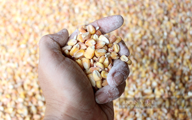 Giá bắp nguyên liệu tăng khiến thức ăn chăn nuôi thành phẩm tăng theo. (Ảnh: Nguyên Vỹ)