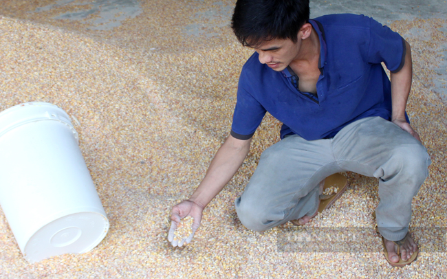 Nông dân ở tỉnh Đồng Nai mua bắp về làm thức ăn chăn nuôi. (Ảnh: Nguyên Vỹ)