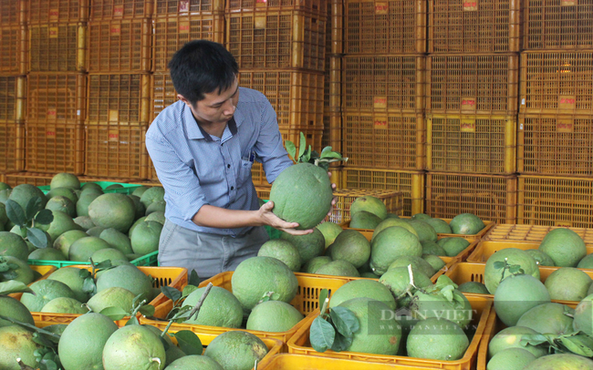 Giá bưởi da xanh ở Bình Phước hiện chỉ còn 12.000-15.000 đồng/kg. (Ảnh: Nguyên Vỹ)