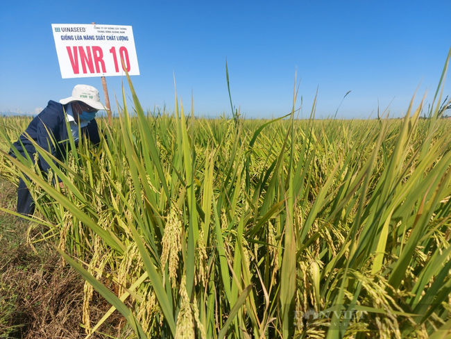 Bộ đôi giống lúa ĐB6 – VNR10: Chinh phục nông dân tại “chảo lửa” Thừa Thiên Huế  - Ảnh 1.