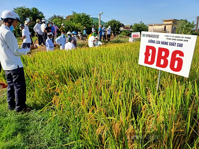 Bộ đôi giống lúa ĐB6 – VNR10: Chinh phục nông dân tại “chảo lửa” Thừa Thiên Huế  - Ảnh 3.