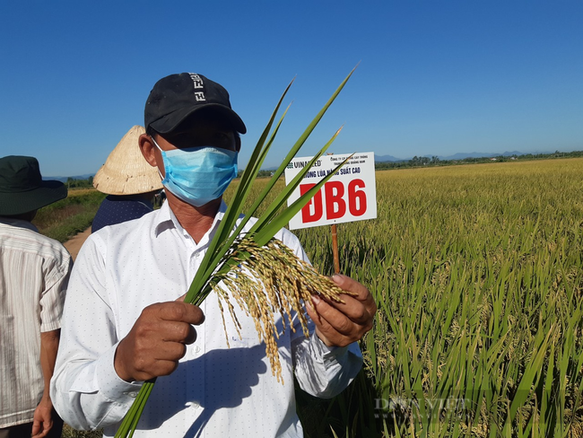 Bộ đôi giống lúa ĐB6 – VNR10: Chinh phục nông dân tại “chảo lửa” Thừa Thiên Huế  - Ảnh 4.