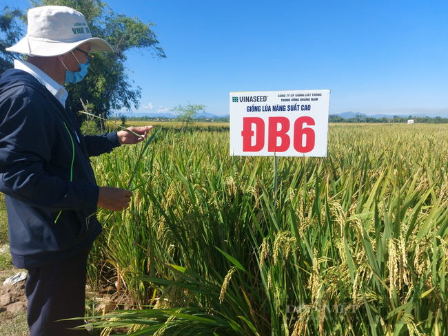 Bộ đôi giống lúa ĐB6 – VNR10: Chinh phục nông dân tại “chảo lửa” Thừa Thiên Huế  - Ảnh 5.