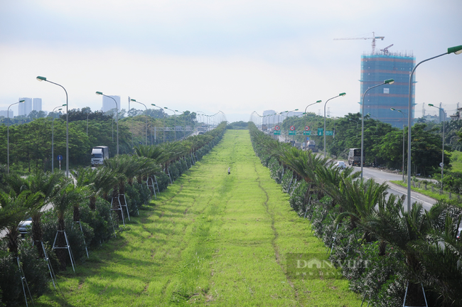 Công ty Công viên cây xanh Hà Nội trúng hàng loạt gói thầu &quot;khủng&quot; nào trên địa bàn Thành phố - Ảnh 1.