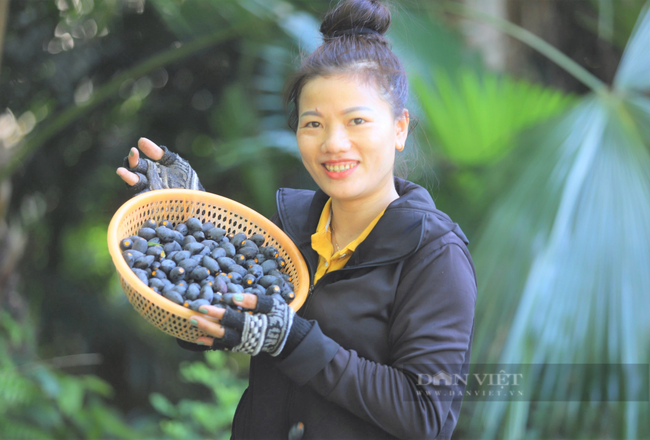 Nông dân Hà Tĩnh trồng loài cây to như cột đình, quả đen sì giá cao vẫn “cháy” hàng - Ảnh 7.