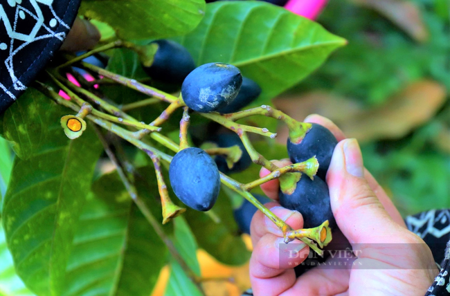 Nông dân Hà Tĩnh trồng loài cây to như cột đình, quả đen sì giá cao vẫn “cháy” hàng - Ảnh 8.