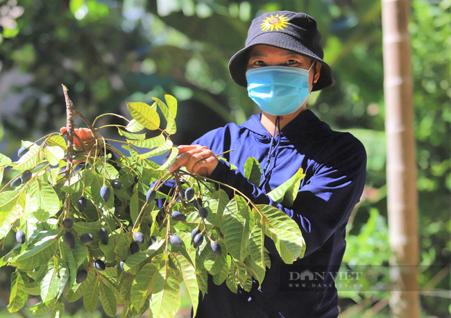 Nông dân Hà Tĩnh trồng loài cây to như cột đình, quả đen sì giá cao vẫn “cháy” hàng - Ảnh 9.