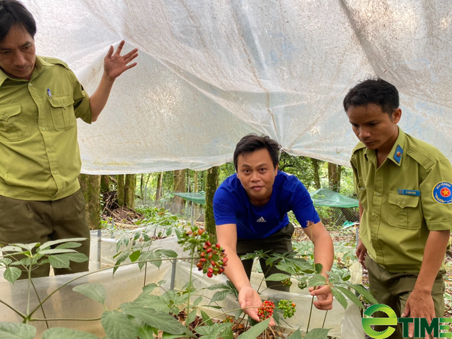 Quảng Nam: Một doanh nghiệp được Sở NNPTNT tỉnh trình hồ sơ thuê môi trường rừng để trồng Sâm Ngọc Linh - Ảnh 1.