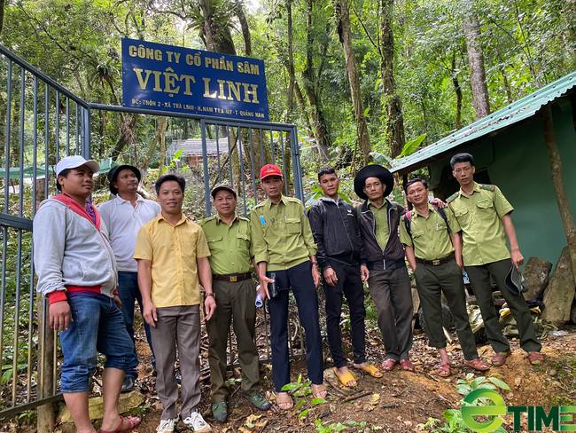 Quảng Nam: Một doanh nghiệp được Sở NNPTNT tỉnh trình hồ sơ thuê môi trường rừng để trồng Sâm Ngọc Linh - Ảnh 2.