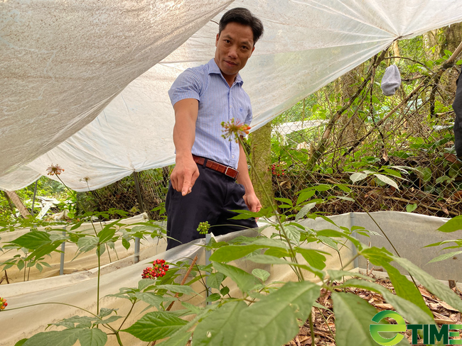 Quảng Nam: Một doanh nghiệp được Sở NNPTNT tỉnh trình hồ sơ thuê môi trường rừng để trồng Sâm Ngọc Linh - Ảnh 3.