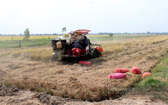 Các tỉnh ĐBSCL còn 690.000 ha lúa hè thu sẽ thu hoạch từ nay đến giữa tháng 9. Trong ảnh, người dân thu hoạch lúa hè thu ở Long An. (Ảnh: Nguyên Vỹ)