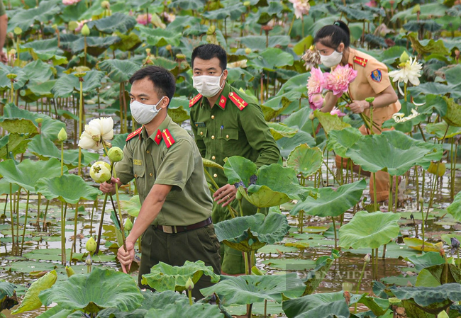 Hà Nội: Hình ảnh đẹp về lực lượng công an lội bùn, đội nắng giúp người dân thu hoạch sen - Ảnh 2.