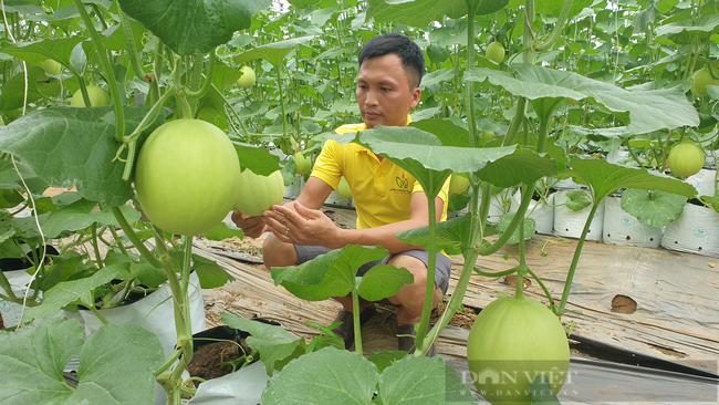 Thanh Hóa: Bỏ việc lương cao,  kỹ sư xây dựng về quê trồng dưa thu hàng trăm triệu/năm  - Ảnh 3.