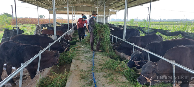 Giữa mùa dịch, Hội Nông dân Quảng Nam giảm 10% mức thu phí cho vay nguồn Quỹ Hỗ trợ nông dân - Ảnh 3.